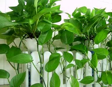 如何种植绿萝卜，鱼缸种植绿萝卜
