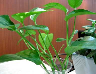 如何种植绿萝卜，鱼缸种植绿萝卜