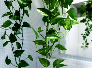 如何种植绿萝卜，鱼缸种植绿萝卜