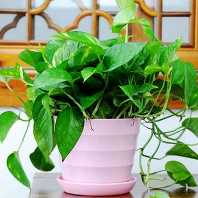 如何种植绿萝卜，鱼缸种植绿萝卜