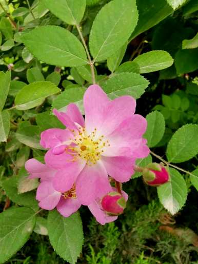 粉色的草叫什么，粉色的花有什么？