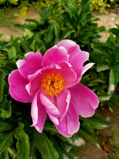 粉色的草叫什么，粉色的花有什么？