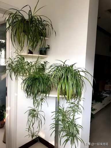 什么盆栽花好养又好看，好养又好看的盆栽花有哪些？