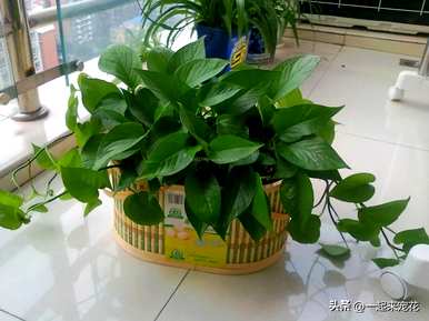 什么盆栽花好养又好看，好养又好看的盆栽花有哪些？