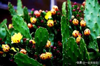 什么盆栽花好养又好看，好养又好看的盆栽花有哪些？