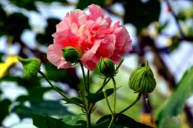 如何种植芙蓉花，如何种植芙蓉花