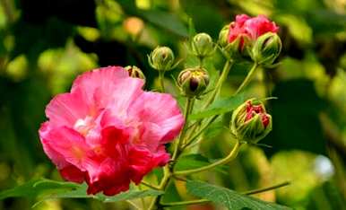 如何种植芙蓉花，如何种植芙蓉花