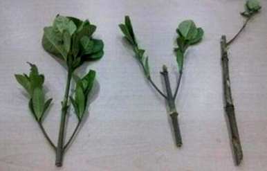 如何种植芙蓉花，如何种植芙蓉花