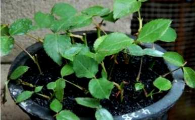 如何种植芙蓉花，如何种植芙蓉花