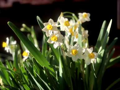 水仙花的花语作文，水仙花的花语是什么？