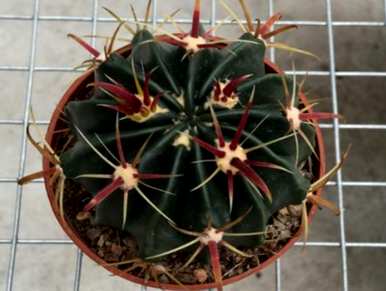 如何移植仙人掌的整个过程，如何移植仙人掌？
