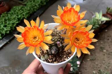 如何移植仙人掌的整个过程，如何移植仙人掌？
