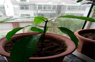 冬天雷丁芒果怎么样？冬天芒果盆栽怎么养？