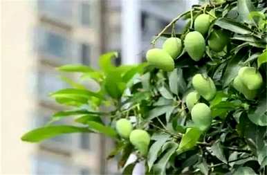 冬天雷丁芒果怎么样？冬天芒果盆栽怎么养？