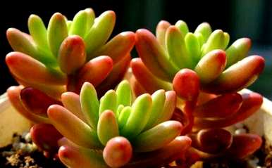 如何饲养多肉植物虹之玉，如何控制多肉植物虹之玉