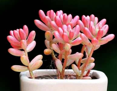 如何饲养多肉植物虹之玉，如何控制多肉植物虹之玉