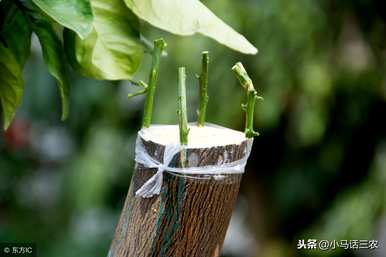 杏树用什么嫁接最好，嫁接杏树用什么砧木最好？