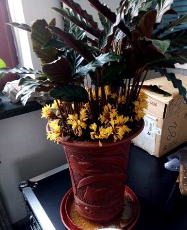 紫背竹芋怎么养，紫背竹芋怎么种？