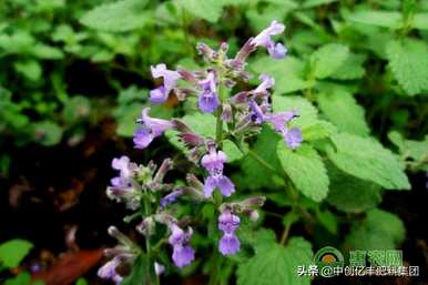 如何种植荆芥？北京种植荆芥