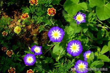 三色花怎么种，三色旋花怎么种？