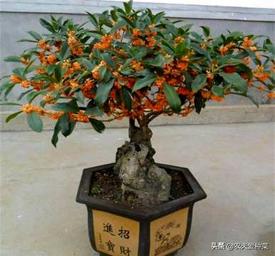 九月有哪些花，九月有哪些花？