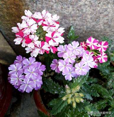 九月有哪些花，九月有哪些花？