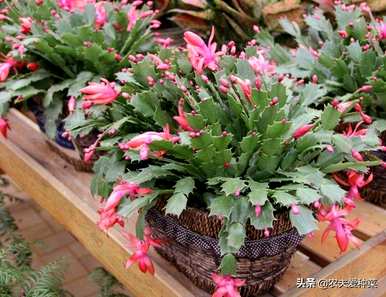 九月有哪些花，九月有哪些花？