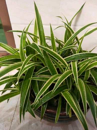 吊兰植物有哪些品种，吊兰植物有哪些？
