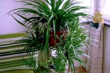 吊兰植物有哪些品种，吊兰植物有哪些？