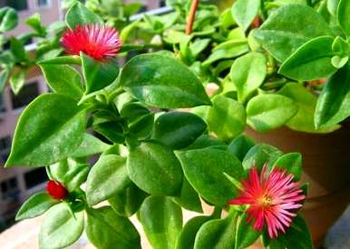吊兰植物有哪些品种，吊兰植物有哪些？