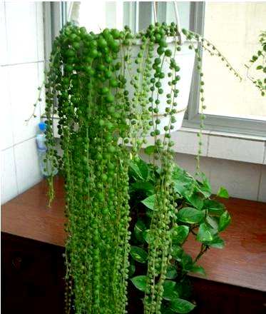 吊兰植物有哪些品种，吊兰植物有哪些？
