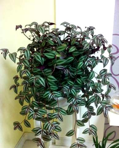 吊兰植物有哪些品种，吊兰植物有哪些？