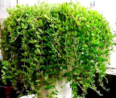 吊兰植物有哪些品种，吊兰植物有哪些？