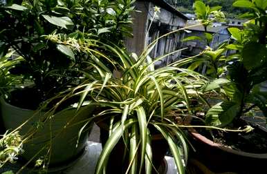 吊兰植物有哪些品种，吊兰植物有哪些？