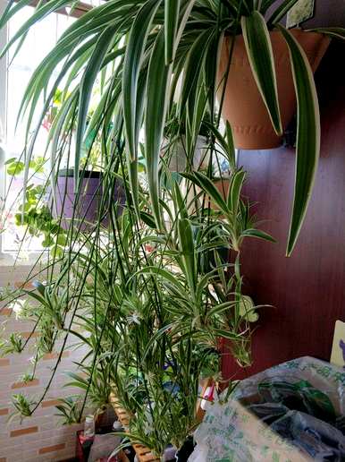 吊兰植物有哪些品种，吊兰植物有哪些？