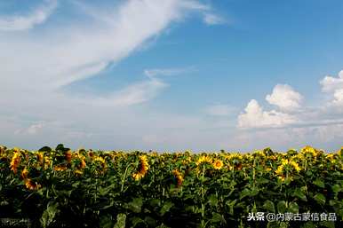 向日葵花语是什么意思？向日葵花语是什么意思？