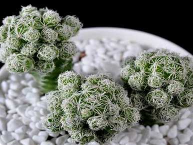 白鸟多肉植物形状图片，如何培育白鸟多肉植物？