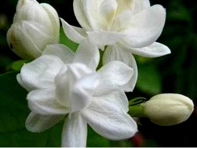 如何养茉莉花，如何养茉莉花盆景