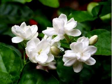 如何养茉莉花，如何养茉莉花盆景