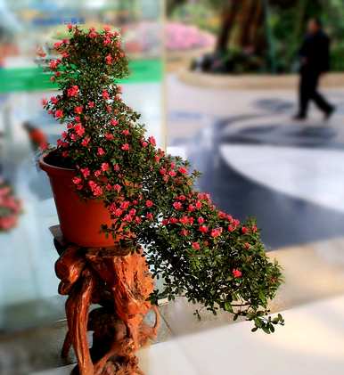 养杜鹃花的技巧，如何养杜鹃花？