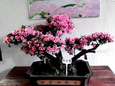 养杜鹃花的技巧，如何养杜鹃花？