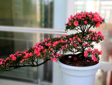 养杜鹃花的技巧，如何养杜鹃花？