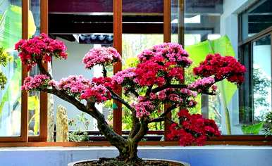 养杜鹃花的技巧，如何养杜鹃花？