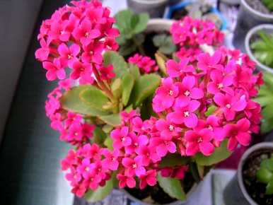 夏天如何养护长寿花，夏天如何养护长寿花