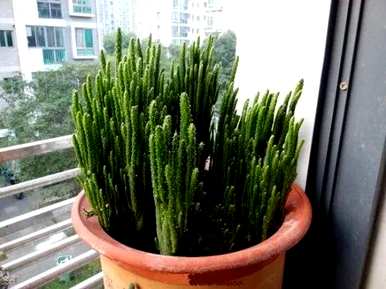 如何修剪多肉摇钱树，如何培育多肉摇钱树