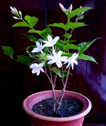 茉莉花修剪季节，茉莉花如何修剪？