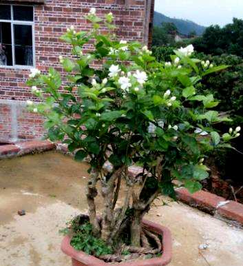 茉莉花修剪季节，茉莉花如何修剪？