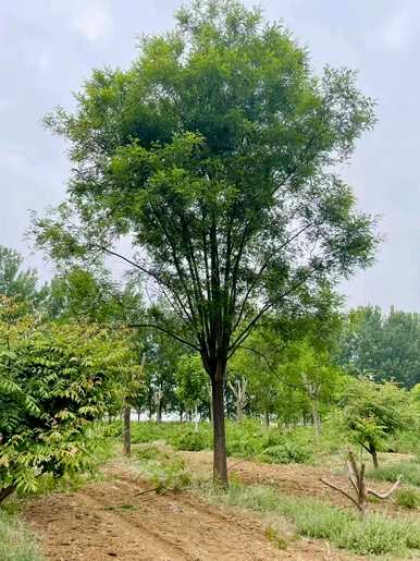 如何种植国槐，大国槐的种植方法