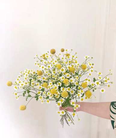 小雏菊什么时候开花，小雏菊第一年开花？