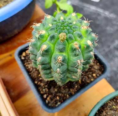 如何种植仙人掌？仙人掌被切断种植